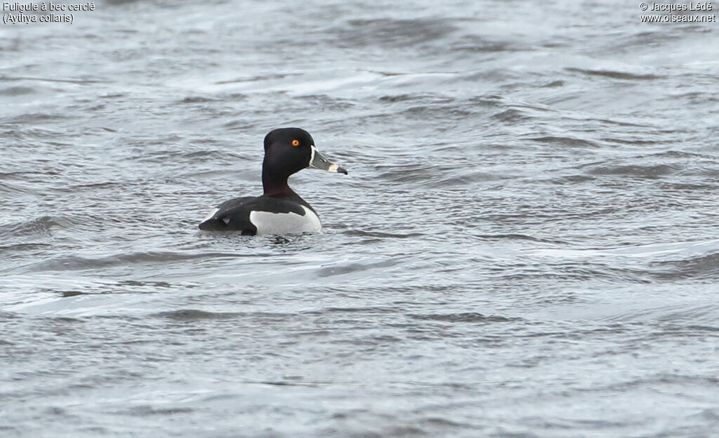 Ring-necked Duck