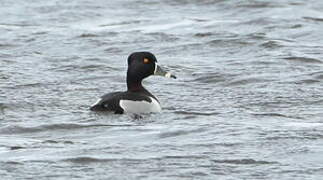 Ring-necked Duck