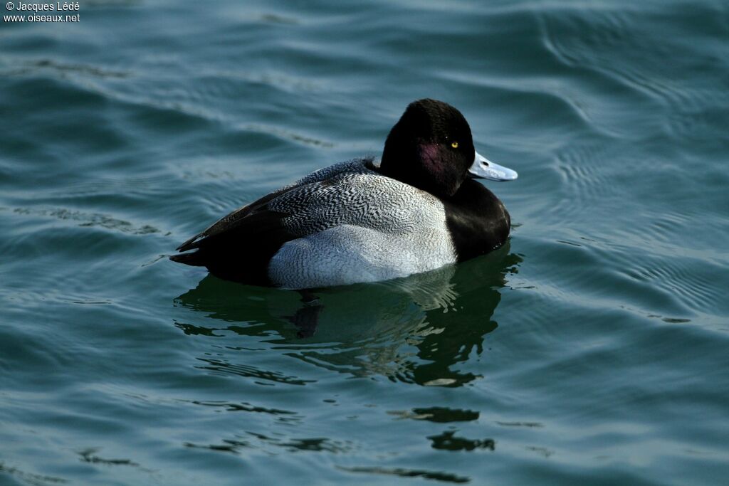 Lesser Scaup