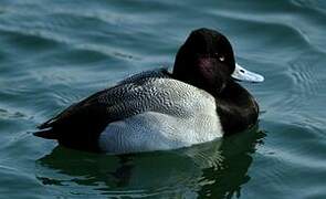 Lesser Scaup