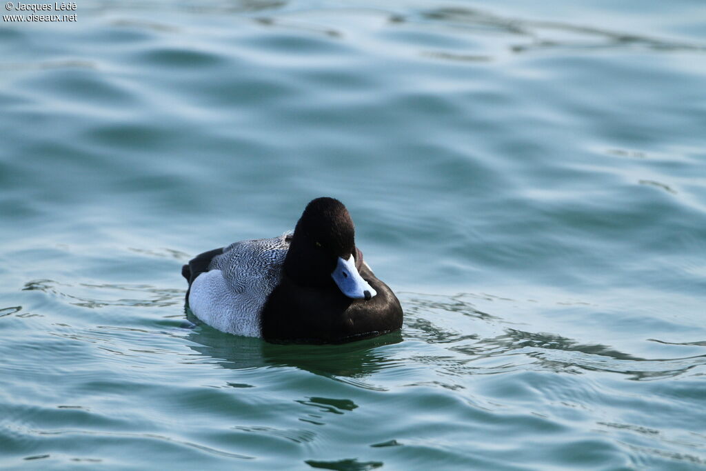 Lesser Scaup