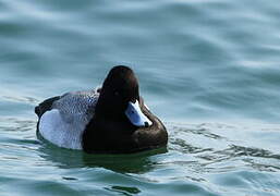 Lesser Scaup