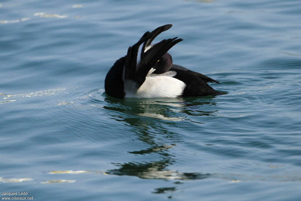 Lesser Scaup male adult, care, Behaviour