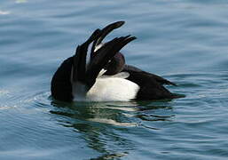 Lesser Scaup