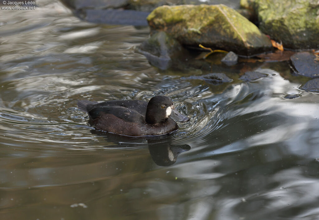 New Zealand Scaup