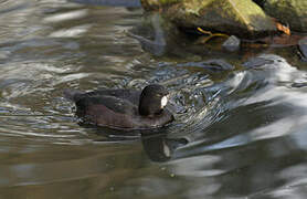 New Zealand Scaup