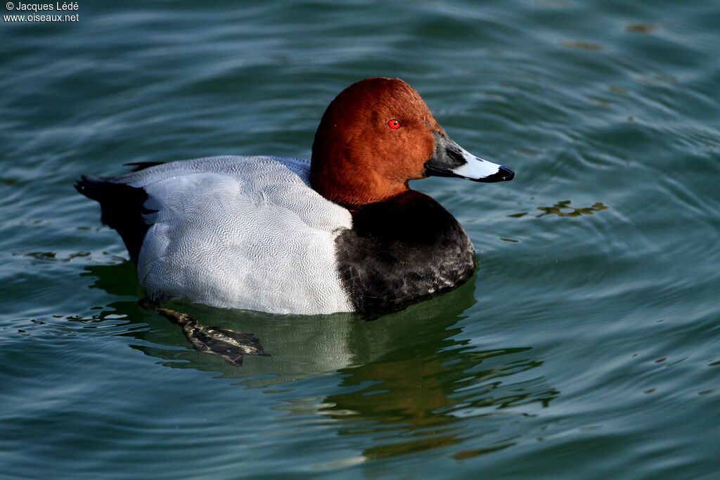 Common Pochard