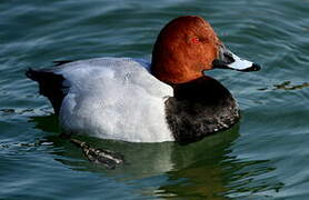 Common Pochard