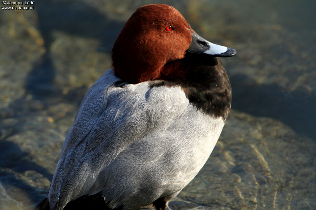 Common Pochard