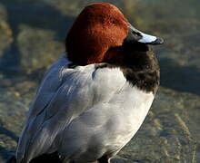 Common Pochard