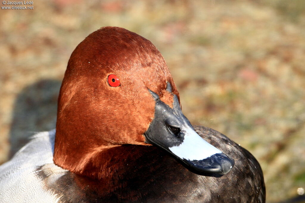 Common Pochard