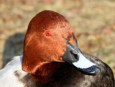 Common Pochard