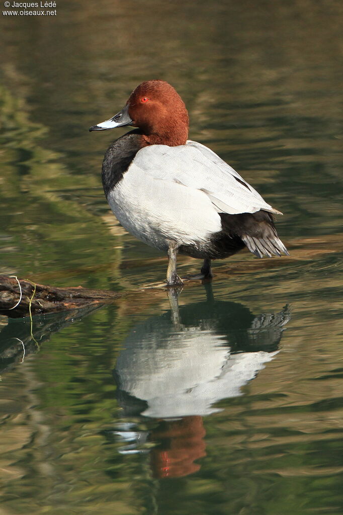 Common Pochard