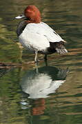 Common Pochard