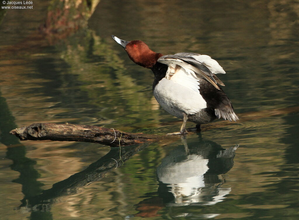 Common Pochard