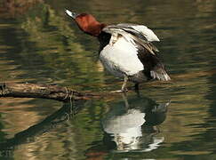 Common Pochard