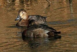 Common Pochard