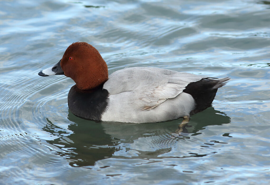 Common Pochard