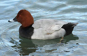 Common Pochard