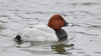 Common Pochard