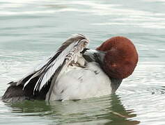 Common Pochard