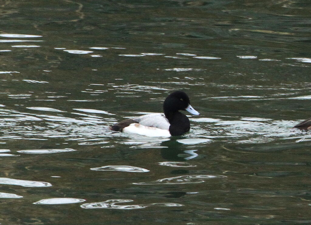 Greater Scaup