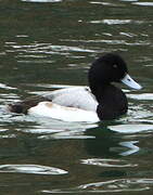 Greater Scaup