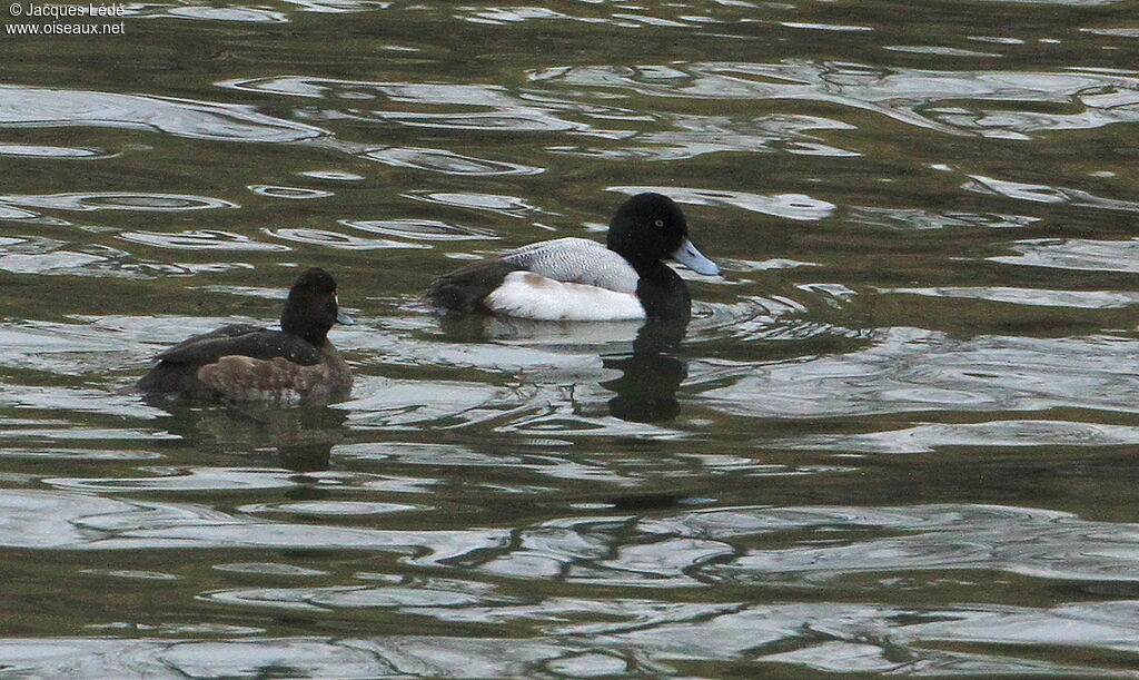 Greater Scaup