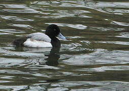 Greater Scaup