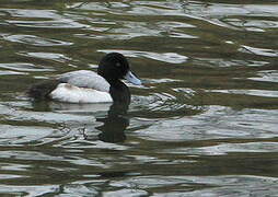 Greater Scaup