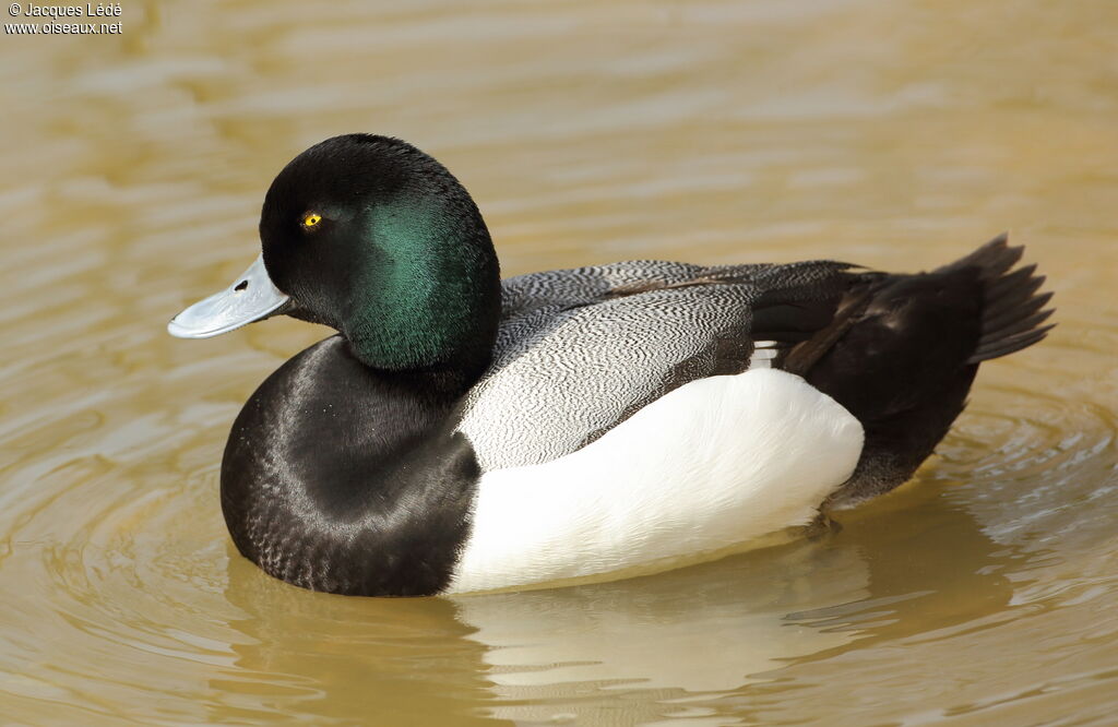 Greater Scaup