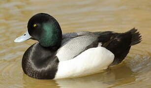 Greater Scaup