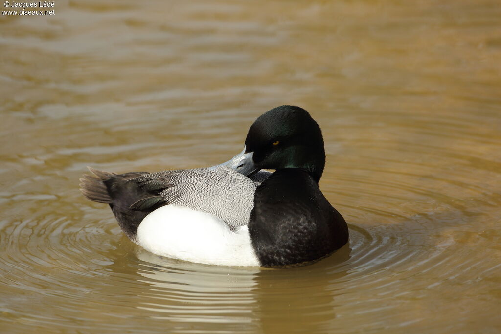 Greater Scaup