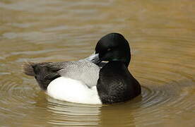 Greater Scaup