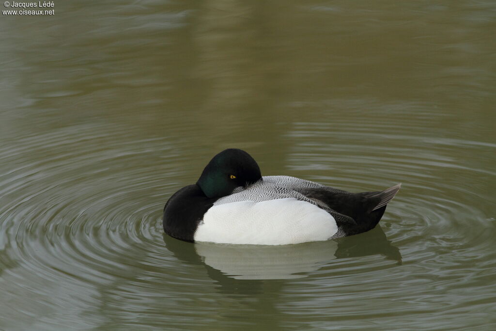 Greater Scaup