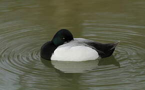 Greater Scaup