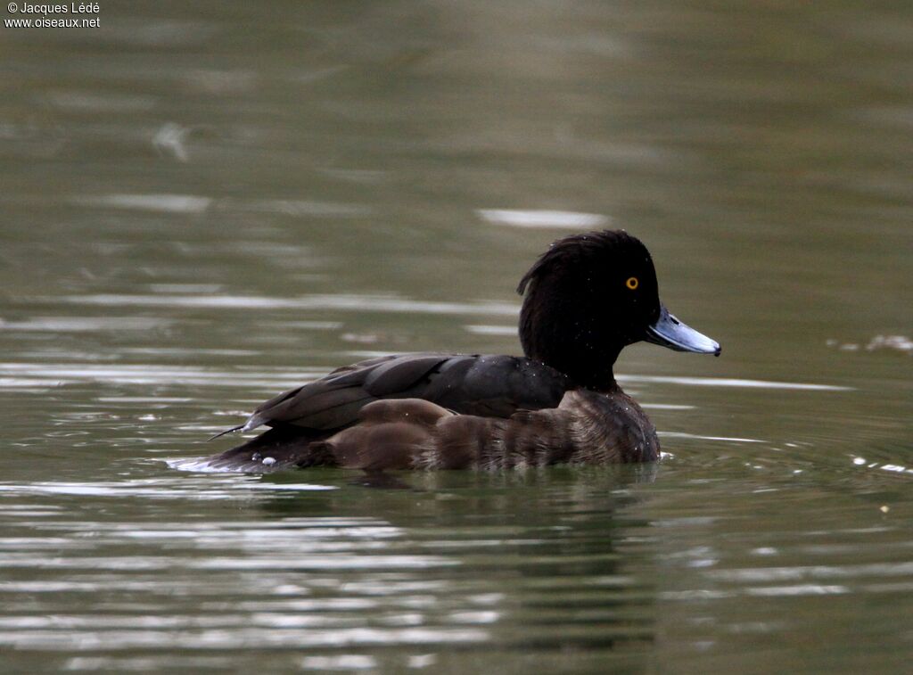 Tufted Duck female