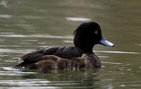 Tufted Duck