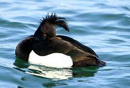 Tufted Duck