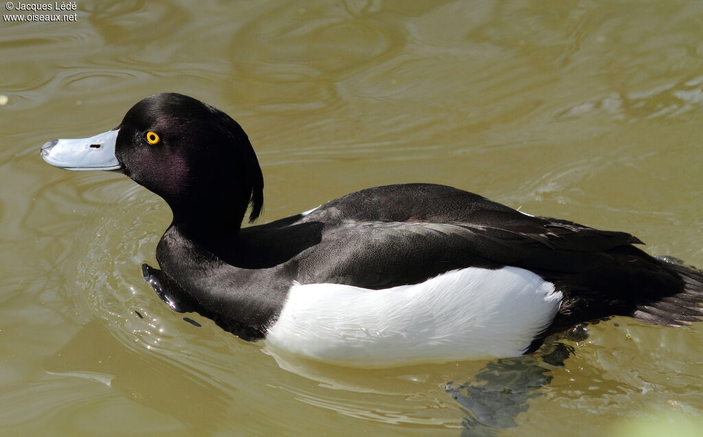 Tufted Duck