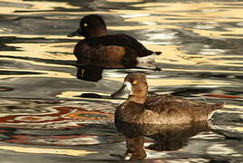 Tufted Duck