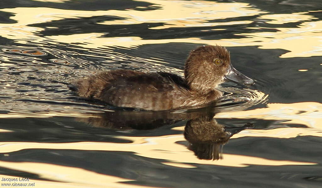 Tufted Duckjuvenile, identification