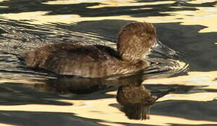 Tufted Duck