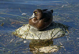 Tufted Duck