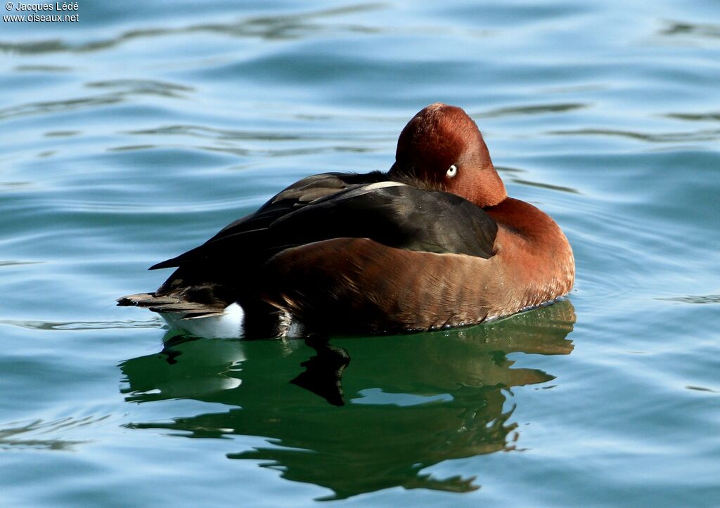 Ferruginous Duck