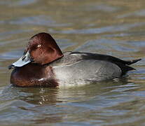 Ferruginous Duck