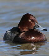 Ferruginous Duck