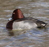 Ferruginous Duck