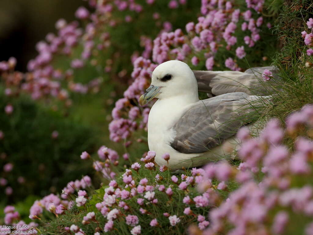 Fulmar boréal, Nidification