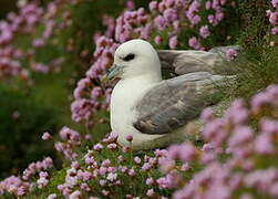 Northern Fulmar